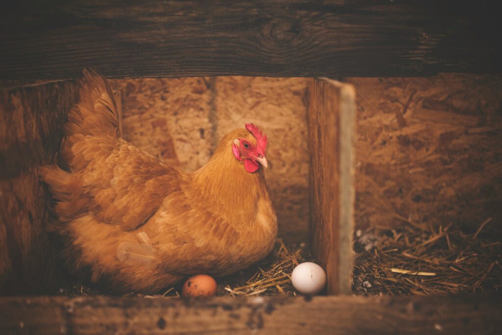 Poule Brune Près D'oeuf Blanc Sur Son Nid
