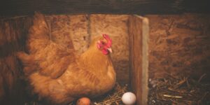 Poule Brune Près D'oeuf Blanc Sur Son Nid